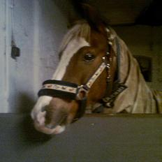 Hollandsk Sportspony /welsh Scooby doo *savnet*