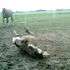 Hollandsk Sportspony /welsh Scooby doo *savnet*