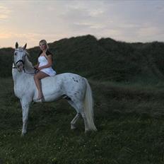 Knabstrupper Gabarni