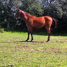 Anden særlig race Ahmad (Ferrari)