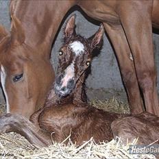 Anden særlig race Ahmad (Ferrari)