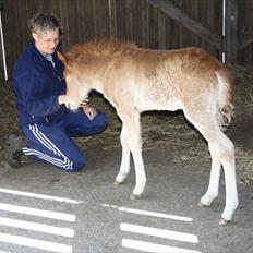 Islænder Eldfaxi fra Nørhå