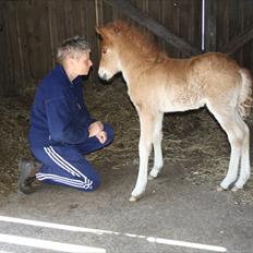Islænder Eldfaxi fra Nørhå