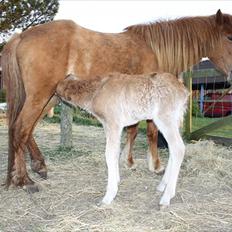 Islænder Eldfaxi fra Nørhå