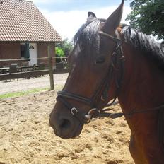 DSP Marain Charming - SOLGT