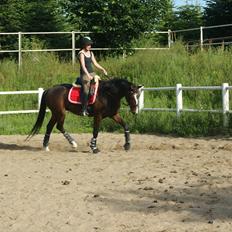 Dansk Varmblod Santina C