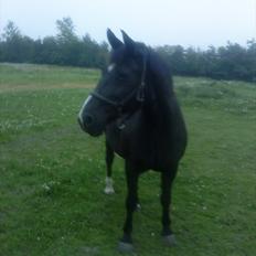 Anden særlig race Blackie