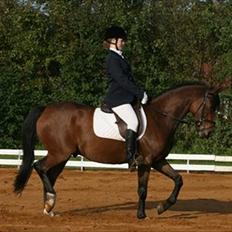 Welsh Cob (sec D) Beukenorrd's Babbeloe (felix) Himmelhest