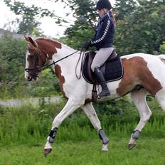 Anden særlig race Olivar - Solgt