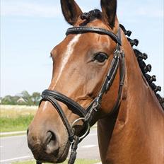 Dansk Varmblod Jaqueline