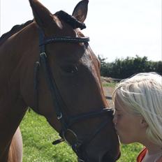 Dansk Varmblod Jaqueline