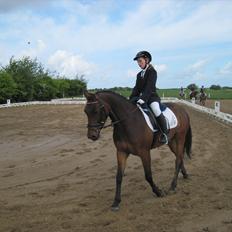 Tysk Sportspony Palma Nova