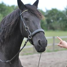 Frieser - Christa (Blackie)