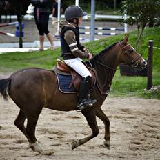 Welsh Pony (sec B) Coldin