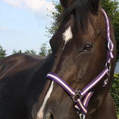 Dansk Varmblod Acacia Hardsyssel