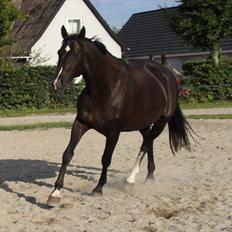 Dansk Varmblod Acacia Hardsyssel