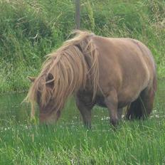 Shetlænder Tøsen