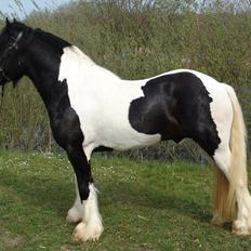 Irish Cob Robin Ó Reily   <<SOLGT>>