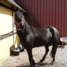 Welsh Pony af Cob-type (sec C) Nafi <3 stjerneponyen<3(tidl. hest)