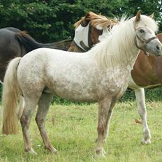 Anden særlig race Freya  >>Solgt! <<