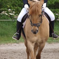 Anden særlig race Dreamhorse's Caf'e Creamy 