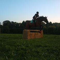 Standardbred Only Schwarzkopf (One More Moving)
