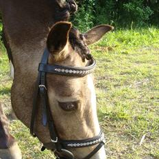 DSP Tovdal´s Anais Anais