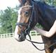 Dansk Varmblod Santina C