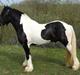 Irish Cob Robin Ó Reily   <<SOLGT>>