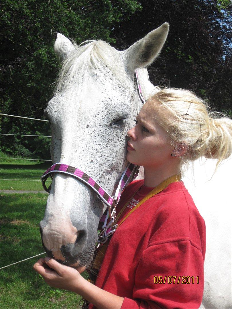 Sportsaraber (A) Søgaardens Magic Spirit - Tak for kigget :) smid gerne en stemme hvis det frister ;) billede 12