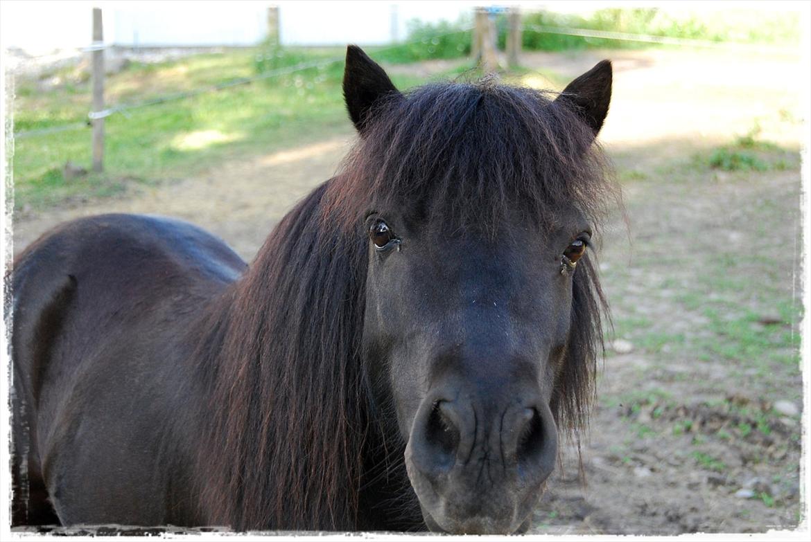 Shetlænder Prop †   billede 2