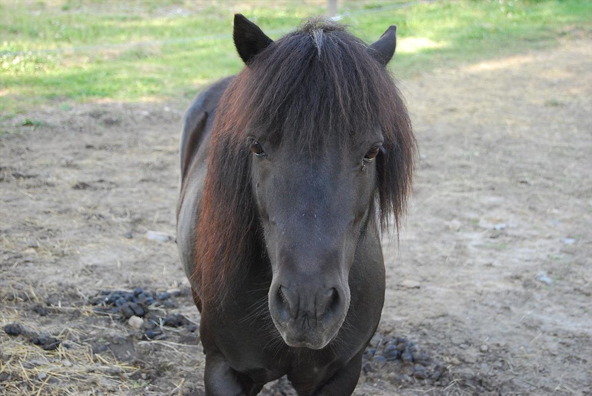 Shetlænder Prop †   billede 3