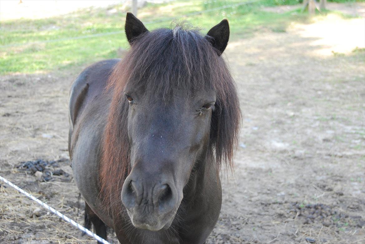 Shetlænder Prop †   billede 4