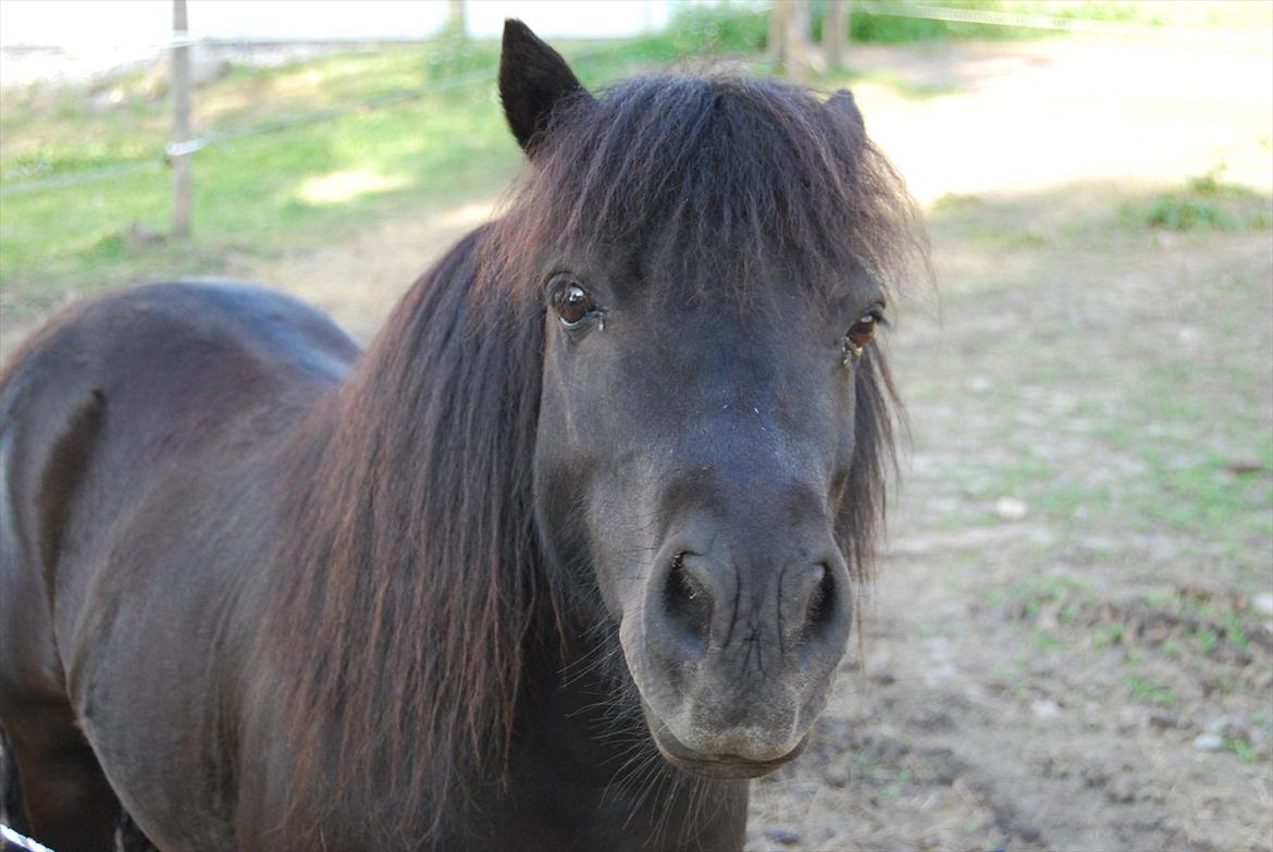 Shetlænder Prop †   billede 5