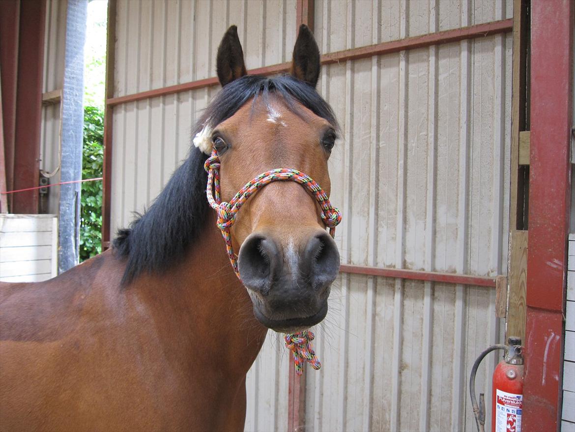 Anden særlig race Frk. Smilla<3 ~savnet~ - Nr.15 smilla i ridehset :D<3 
Foto: Mig

  billede 15