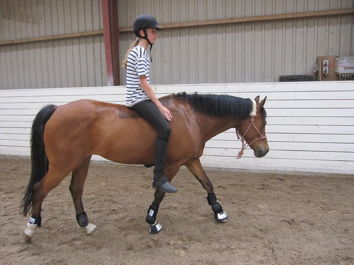 Anden særlig race Frk. Smilla<3 ~savnet~ - Nr. 5 smilla og mig skridter uden udstyr:D<3 elsker dig pony!
Foto:Alberte billede 5