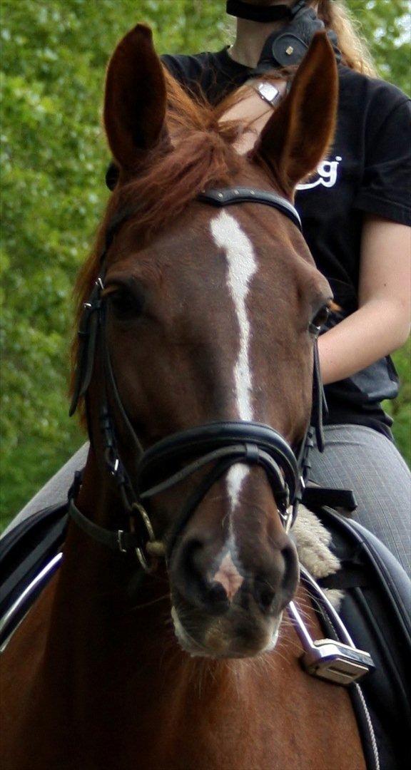 Anden særlig race Felicia - D.14.05.2011 billede 6