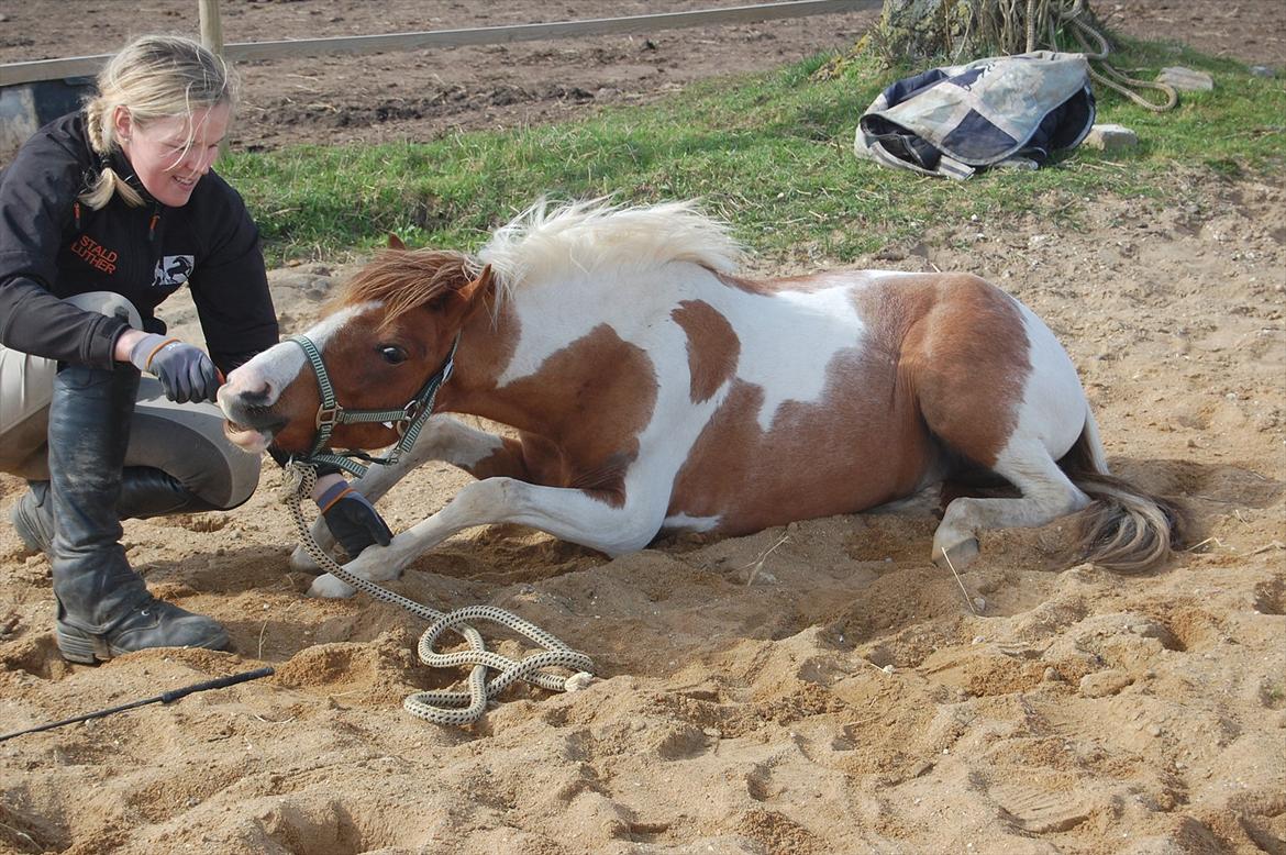 Anden særlig race Nørgaards Spotlight billede 5