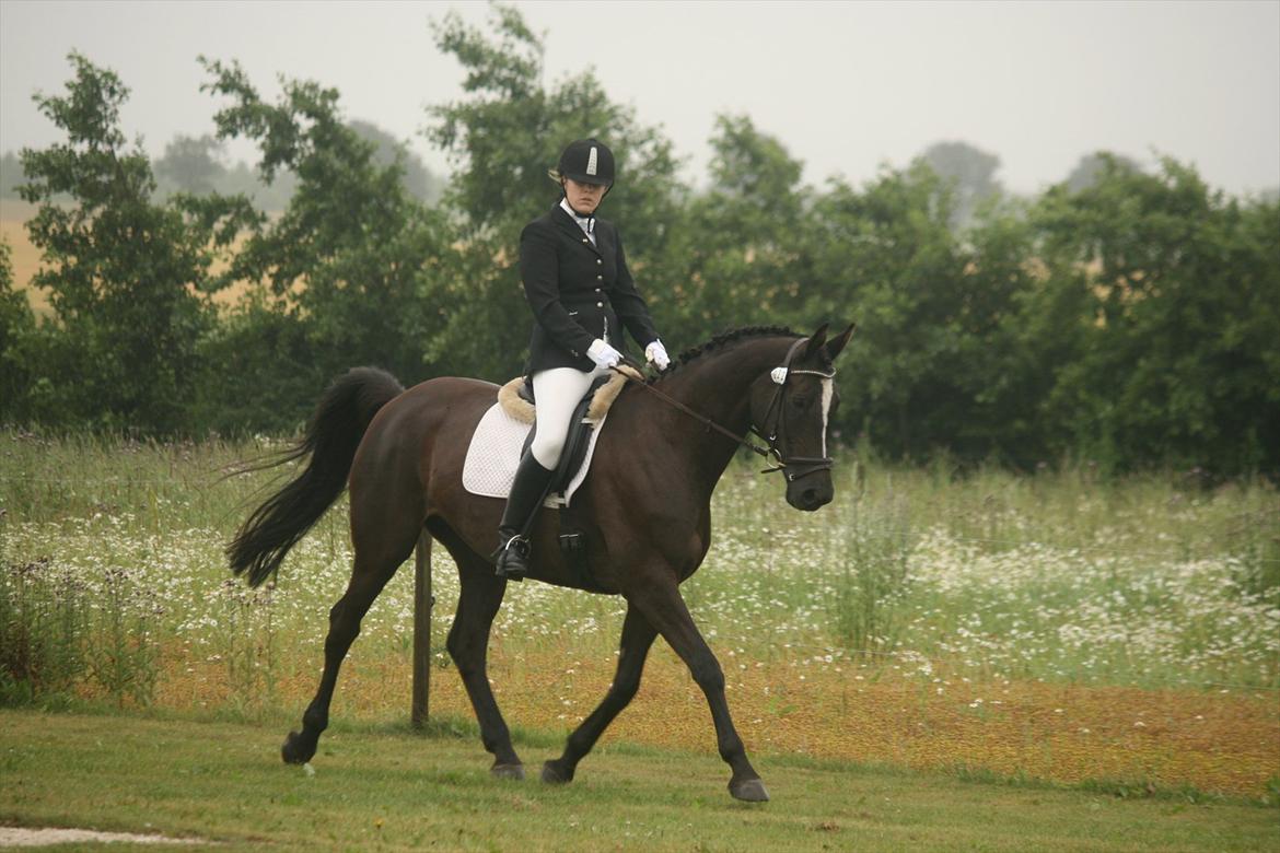Trakehner Kantate Dyrhave (solgt)  - TAF sommerstævne 2011 LA2 billede 7