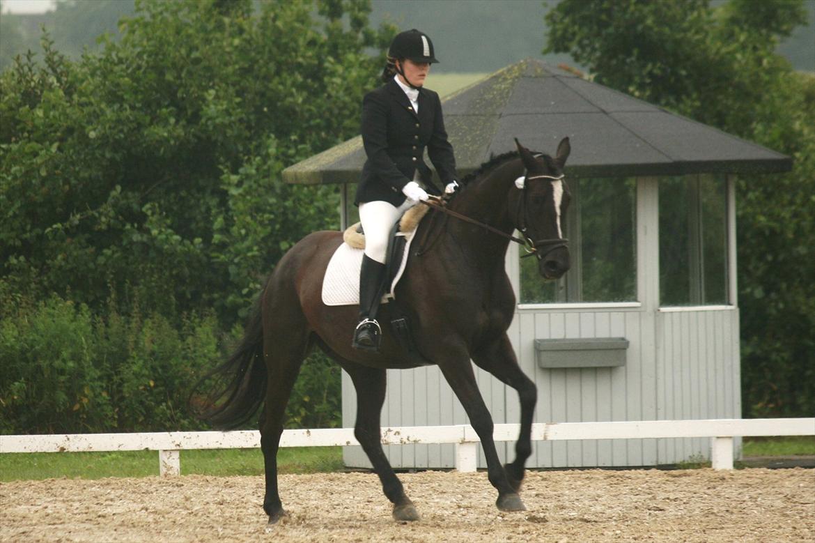 Trakehner Kantate Dyrhave (solgt)  - TAF sommerstævne 2011 LA2 billede 8