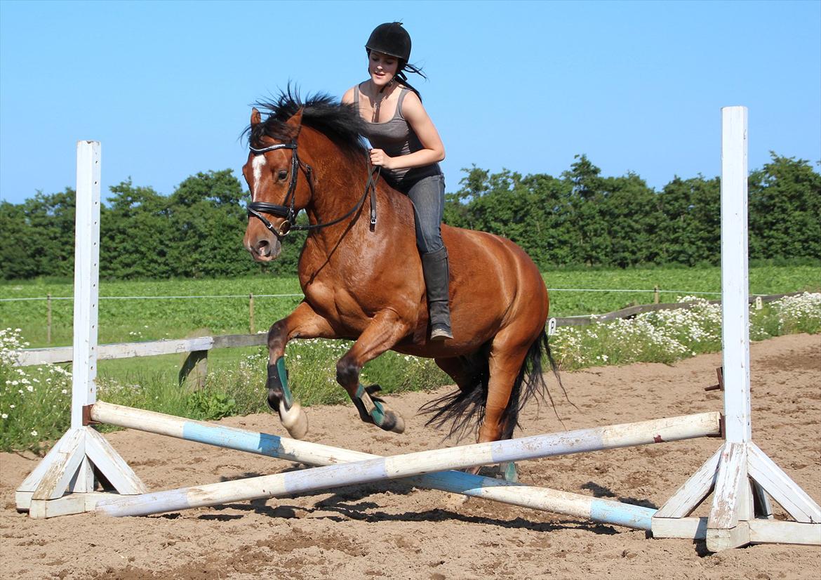 Anden særlig race  Pardo - A Part Of Me! :* - Spring uden sadel første gang! ;) . Du deeejlig pony! . foto: CFJ billede 19