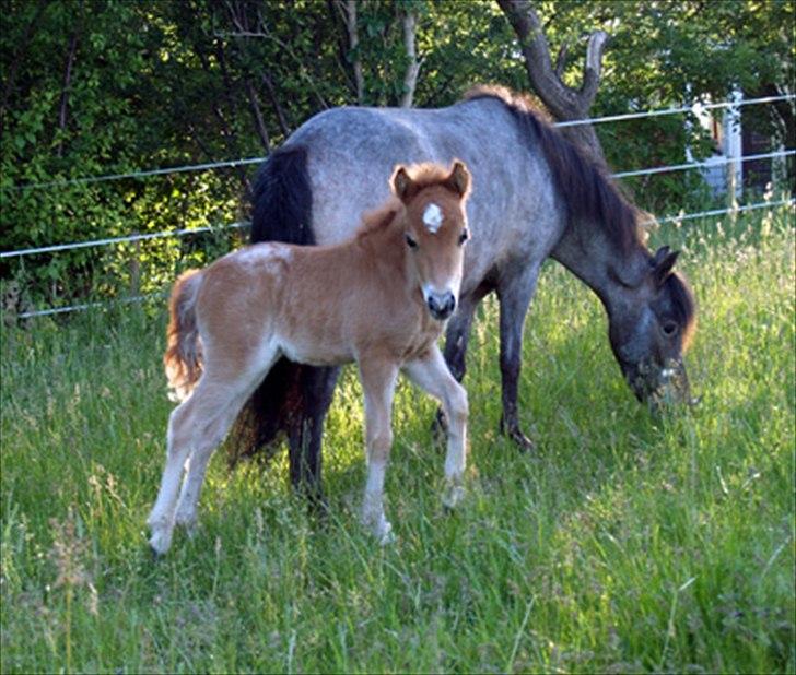Amerikansk Miniature - WM Walkers Prima Paloosa - Lille Paloosa og hendes mor, Dynamite, i aftenskumringen. 16 dage gammel. billede 8
