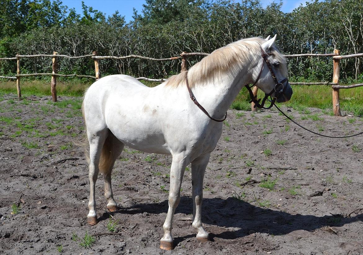 Welsh Pony (sec B) Klintholms Sir Jeff (Bebber) - Bebber D. 10 Juli 2011 billede 1