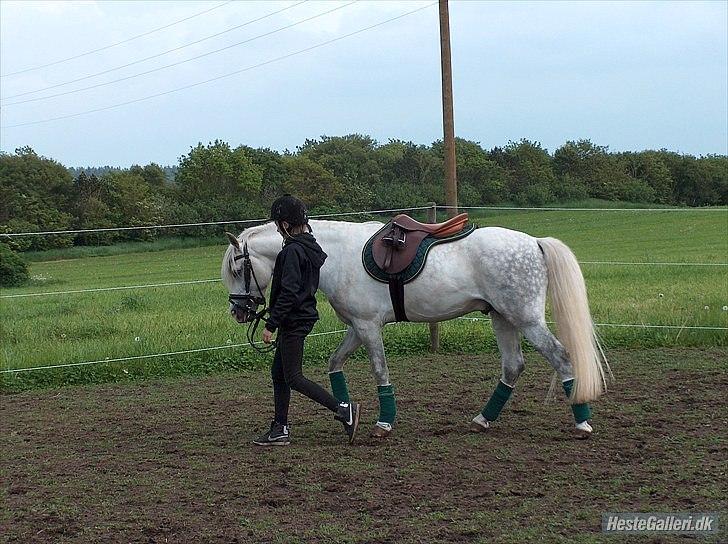 Welsh Pony (sec B) Klintholms Sir Jeff (Bebber) billede 4
