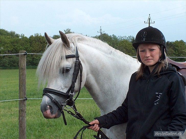 Welsh Pony (sec B) Klintholms Sir Jeff (Bebber) billede 5