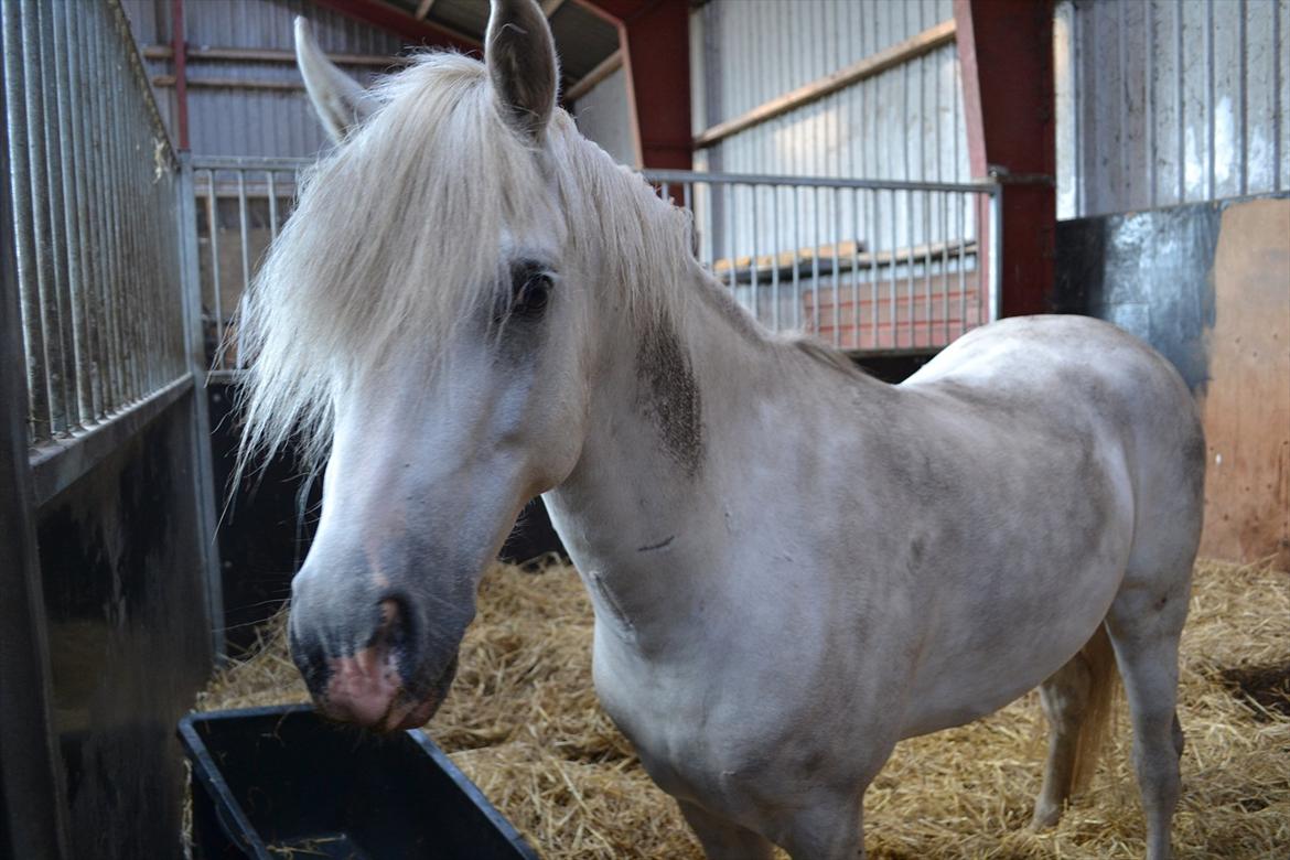 Welsh Pony (sec B) Klintholms Sir Jeff (Bebber) billede 6