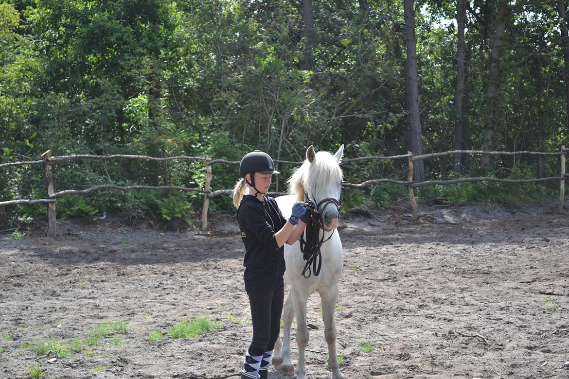 Welsh Pony (sec B) Klintholms Sir Jeff (Bebber) billede 7