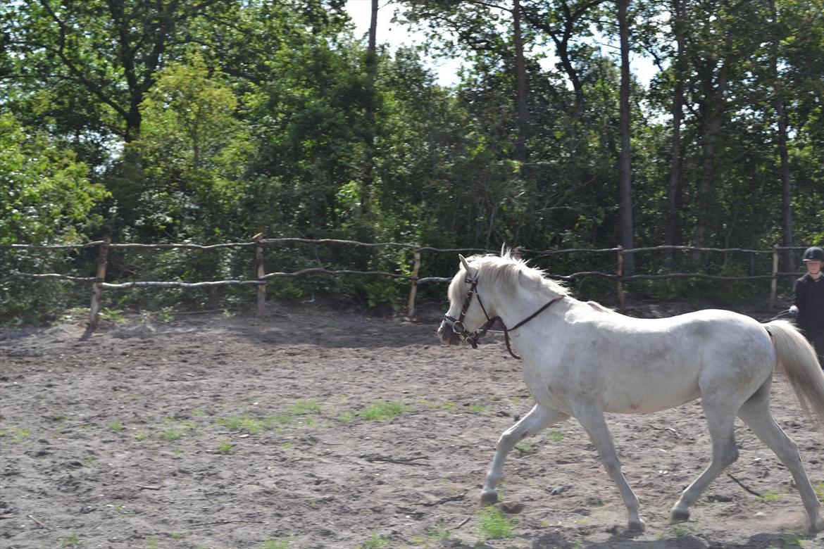 Welsh Pony (sec B) Klintholms Sir Jeff (Bebber) billede 8