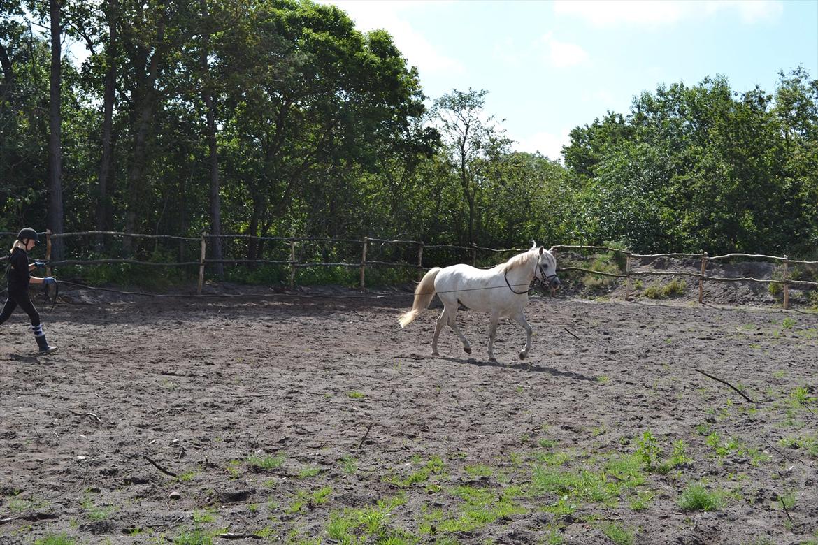 Welsh Pony (sec B) Klintholms Sir Jeff (Bebber) billede 9