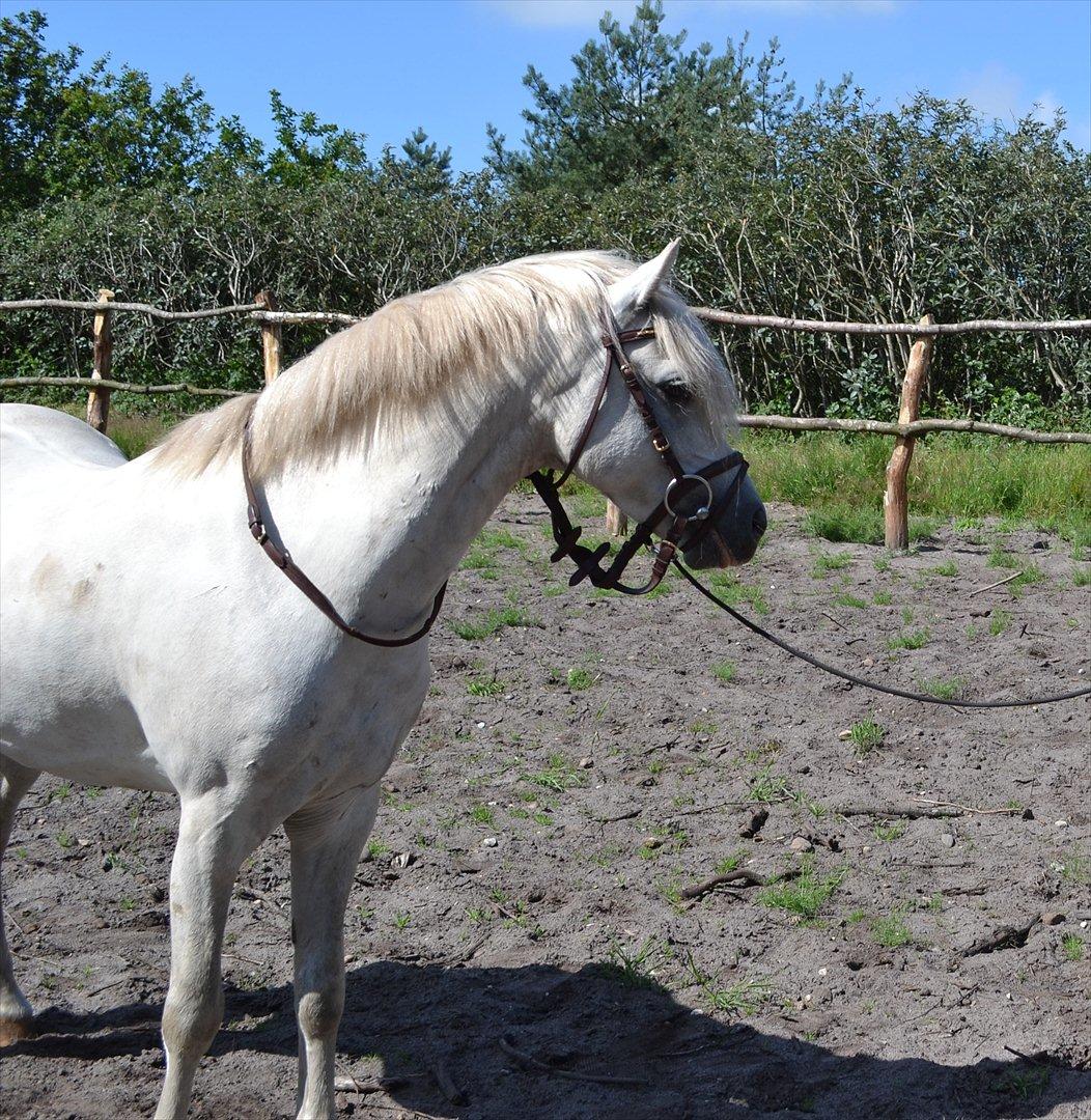 Welsh Pony (sec B) Klintholms Sir Jeff (Bebber) billede 10